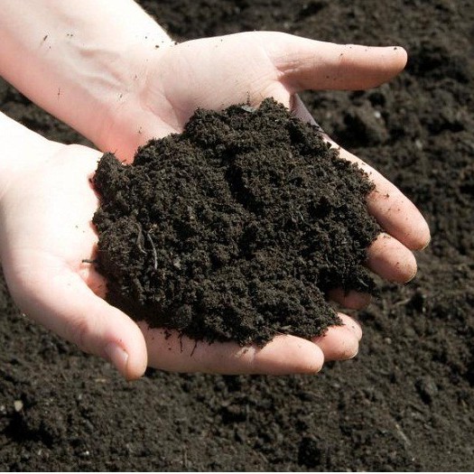 1 kg đất sạch trồng cây siêu dưỡng