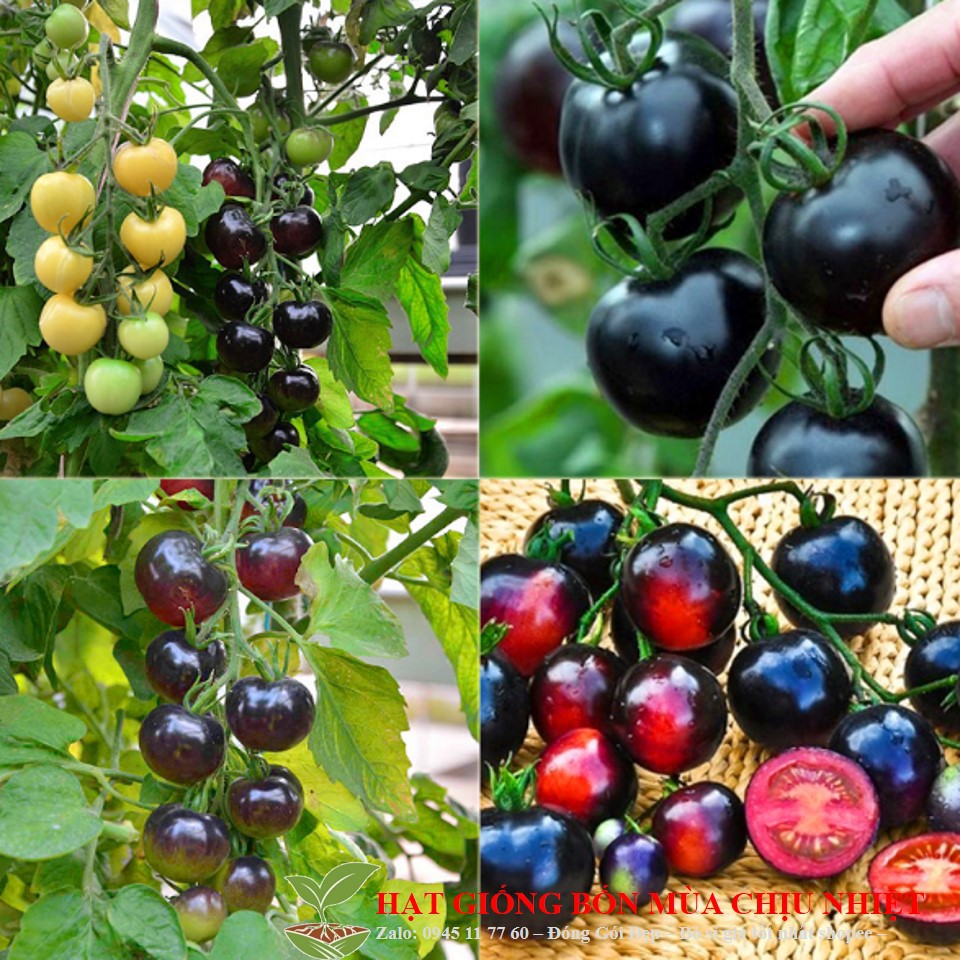 10 hạt giống cà chua bi đen