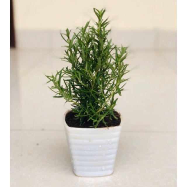 Cây hương thảo – Rosemary